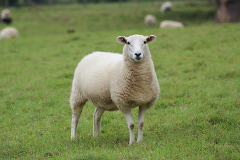 A sheep in a field
