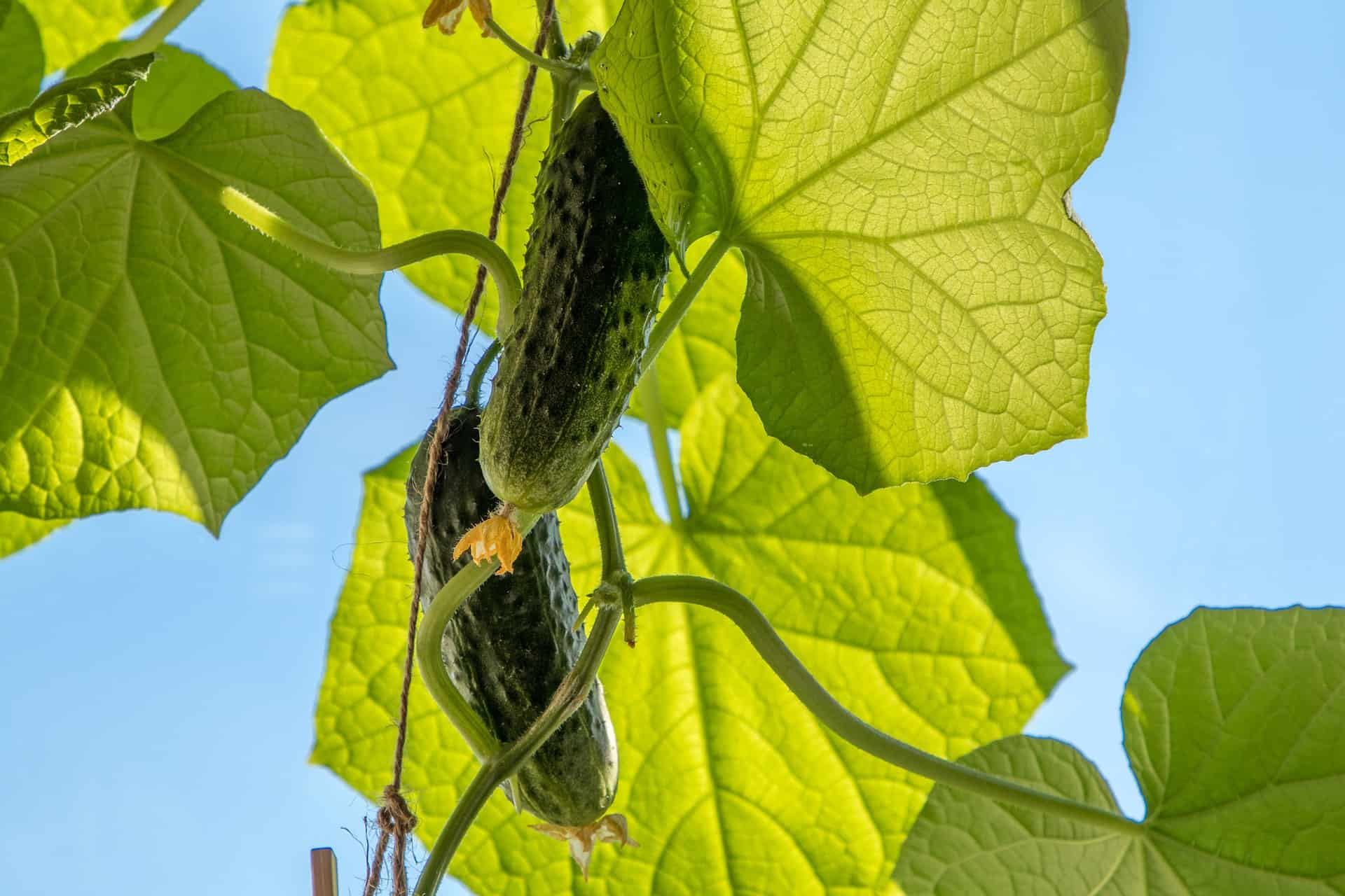 Cucumbers growing in the garden.  Cucumbers growing in the garden.