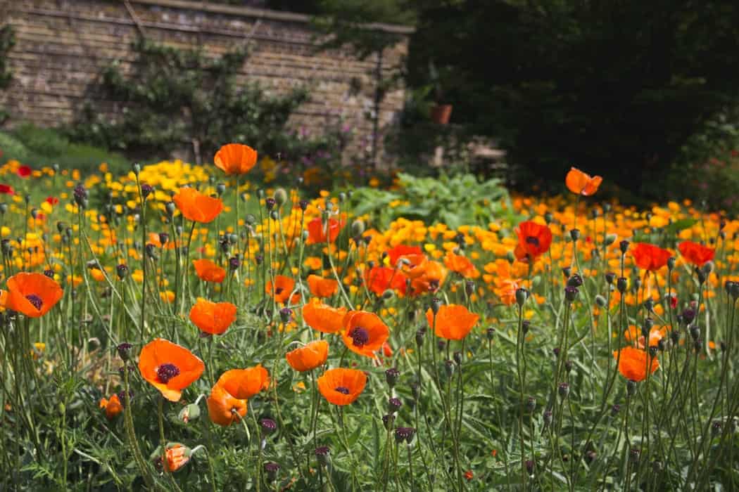 A garden of flowers