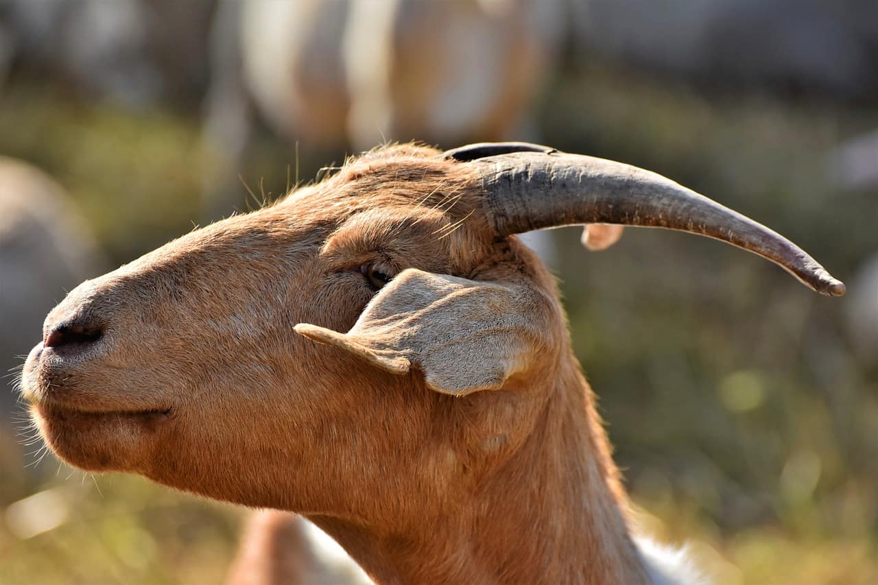 Ginger goat