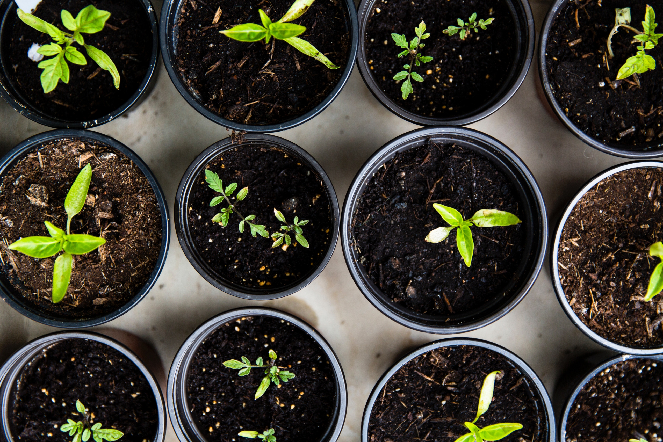 Seedlings of various sizes growing in pots.