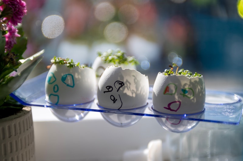 Cress growing in eggshells