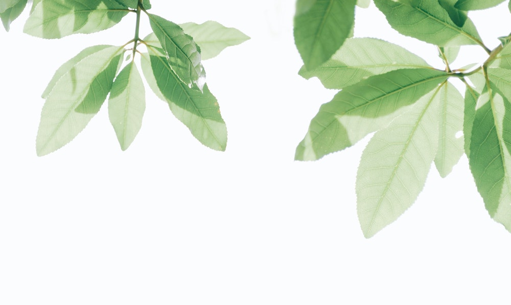 Green leaves on a white background