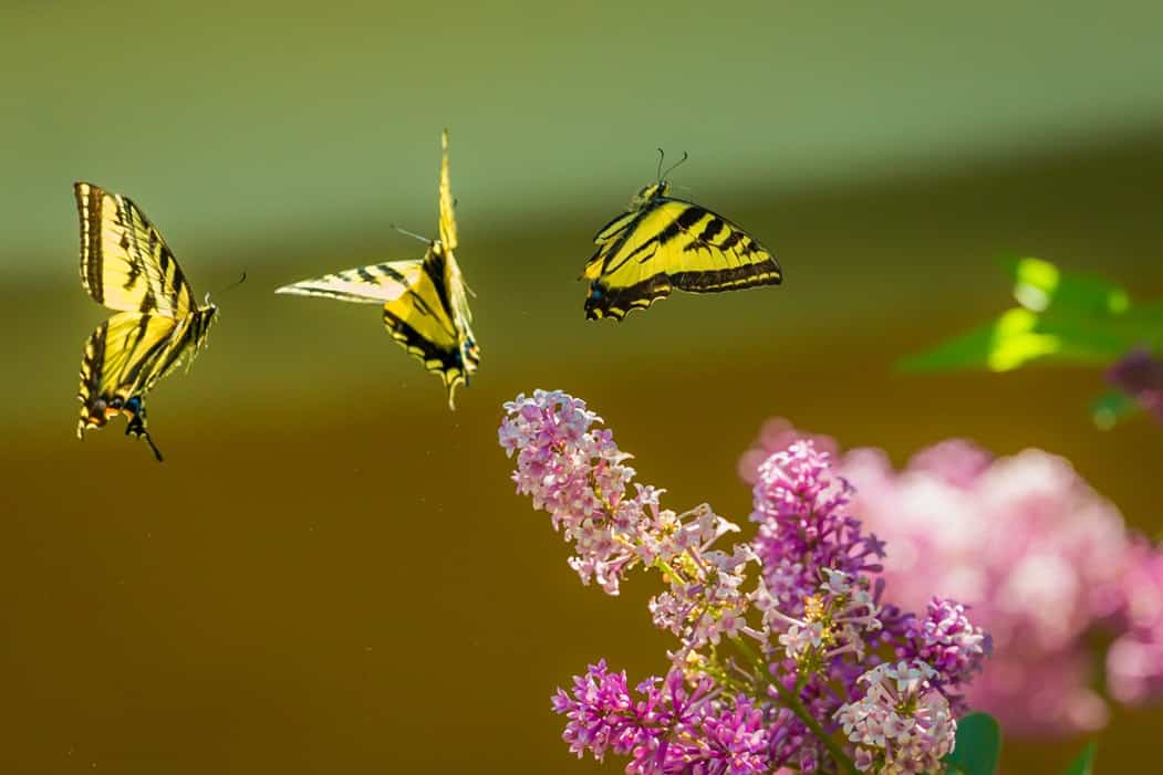 A cluster of flying butterflies