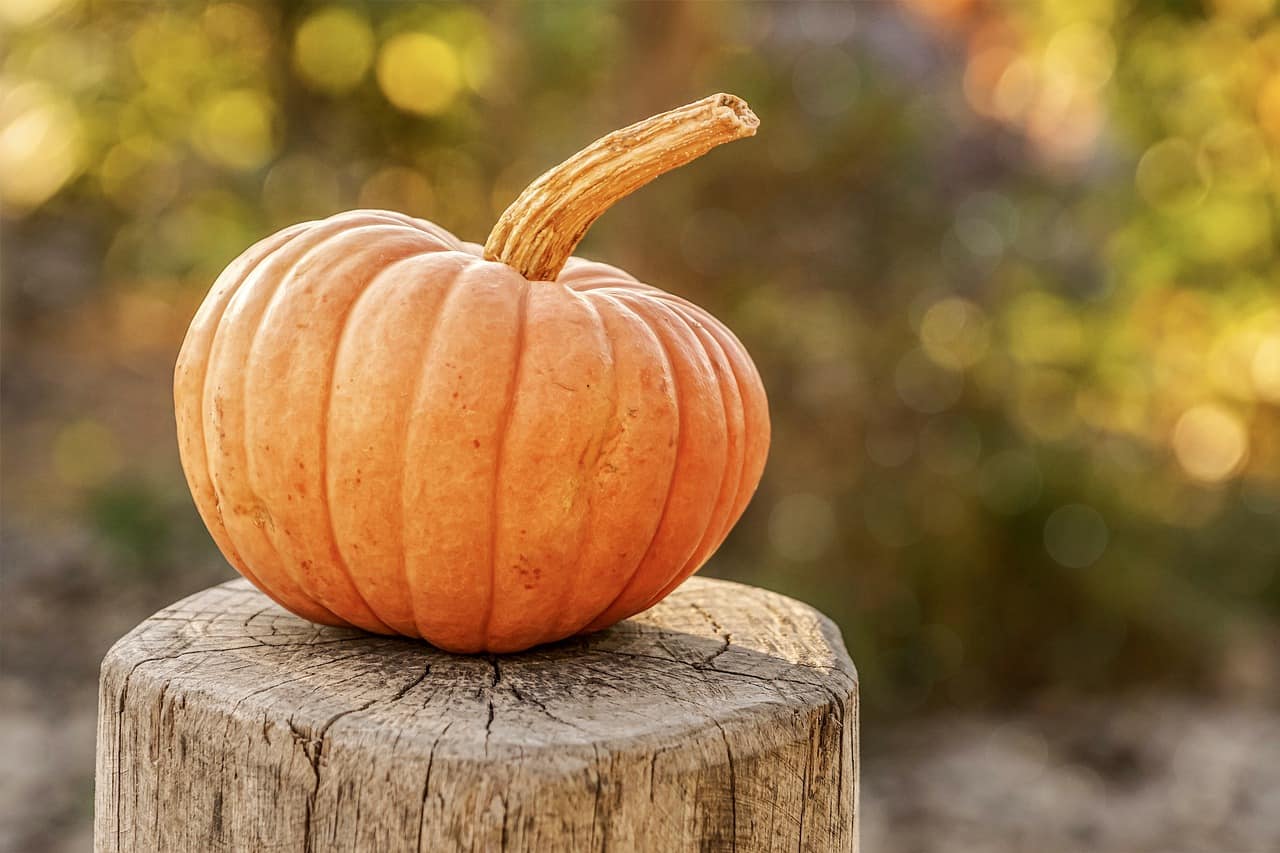 Pumpkin on the stump of a tree