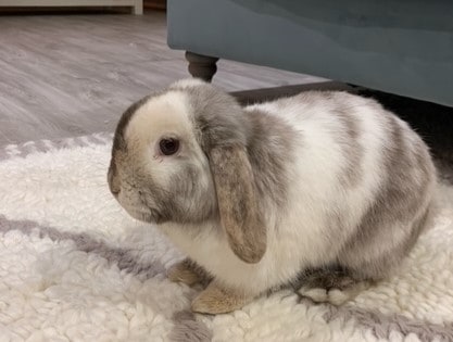 A white and grey rabbit