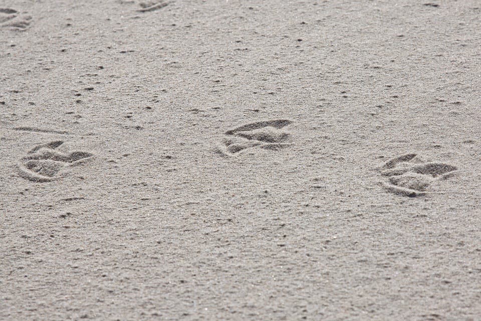 Animal tracks on the sand